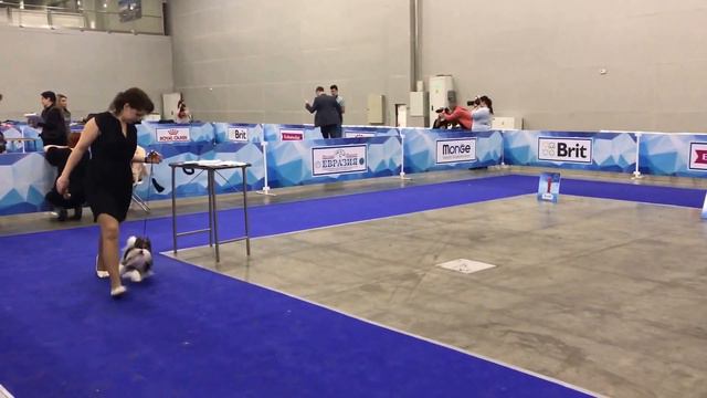 Бивер Костбар Шатц Пафос Евразия 2017