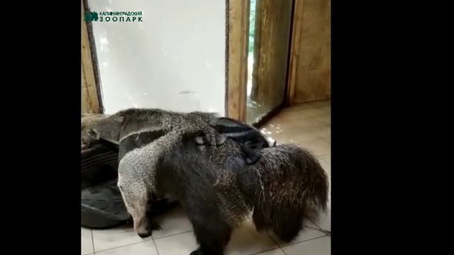 Муравьед родился! смотреть онлайн