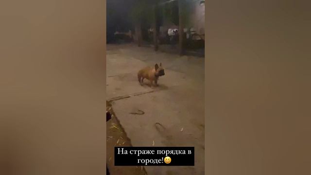 Андрей Рыбак подставился перед своей девушкой Алиной: не красиво получилось смотреть онлайн