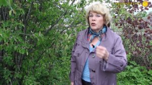 Самый-самый беспроблемный кустарник. Ирга обычная и канадская