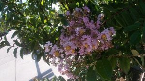 ? ЛАГЕРСТРЕМИЯ - выращивание в квартире и в саду.