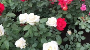 Красивые розы. Роза Анастасия (3 зона)