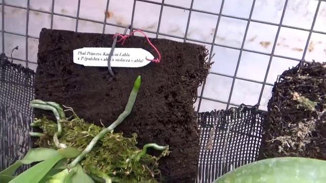 Phalaenopsis Princess Kaylani F  Alba X Phalaenopsis Pulchra V  Alba X Violacea V  Alba