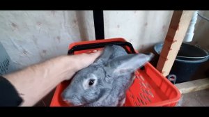 Советская шиншилла\\Кролики\\Разведение кроликов