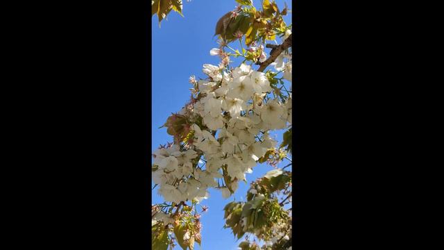 Цветы! С Днём Рождения! Поздравление С Днем Рождения! смотреть онлайн