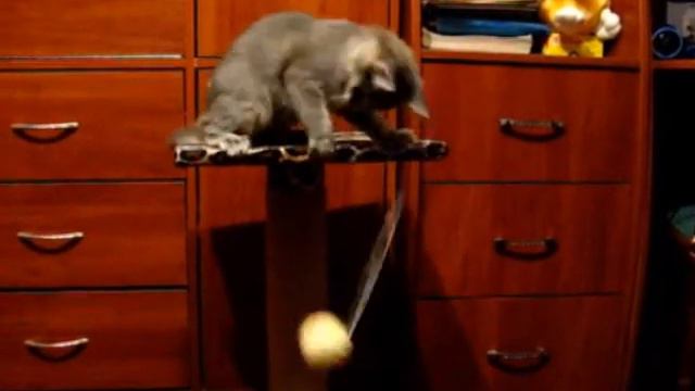 Моя кошка и когтеточка первое знакомство My cat and the cat tre смотреть онлайн