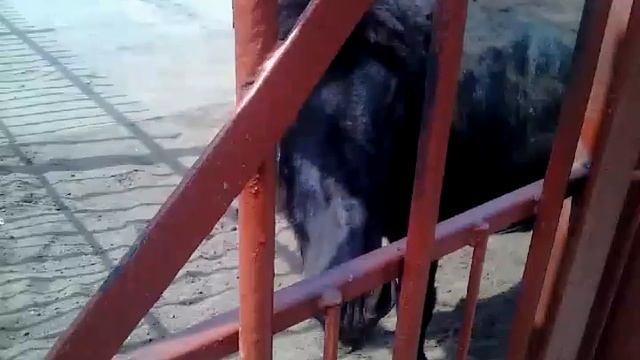 Копытные животные смотреть онлайн