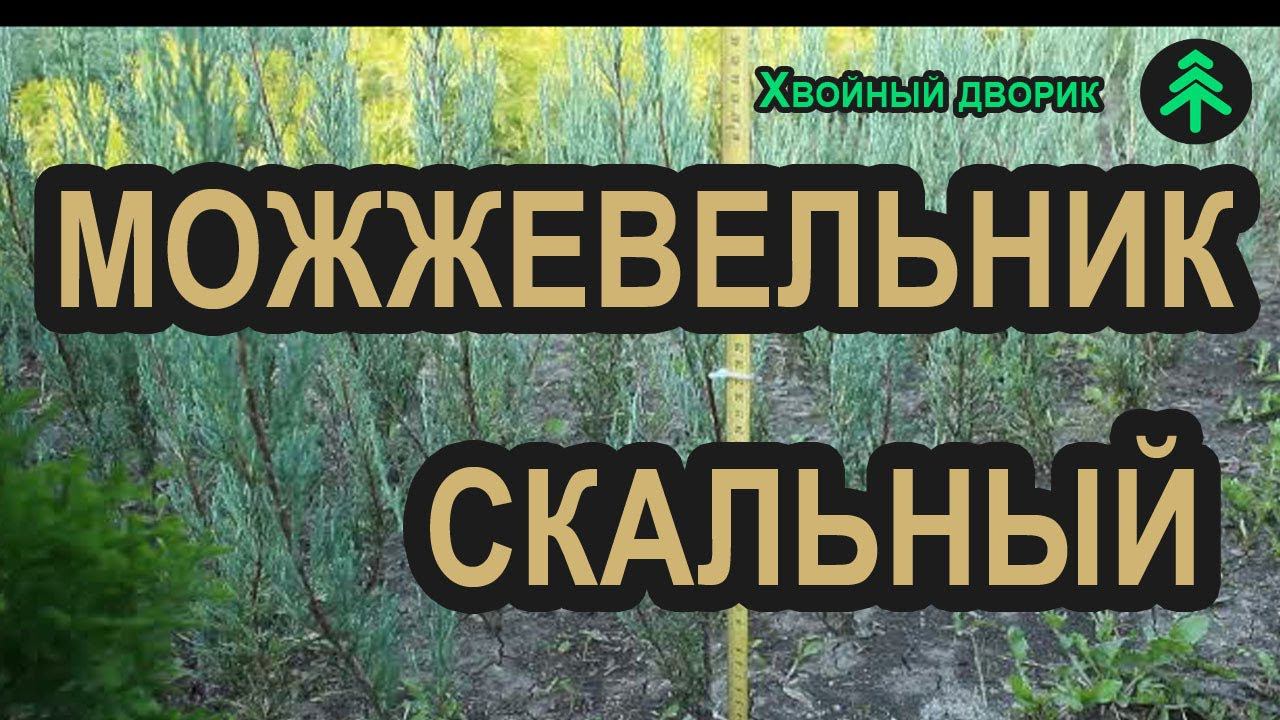 Можжевельник скальный Блю Эрроу (Blue Arrow). Можжевельник Голубая стрела смотреть онлайн