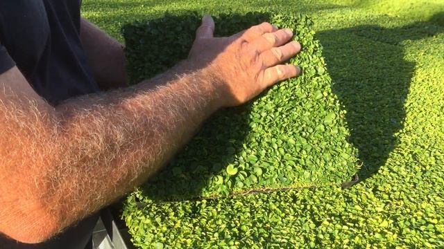 Plant Tiles of Dichondra repens смотреть онлайн