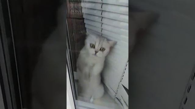 Британская шиншилла мойщица окон смотреть онлайн