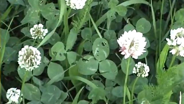 Мелочи жизни. Лето 2010 г. Архив видеокамеры Sony. смотреть онлайн