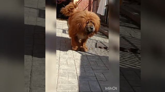 Тибетский мастиф! У нас есть щенки тибетского мастифа. смотреть онлайн