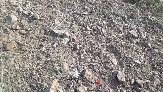 Тюльпаны Казахстана. Первые тюльпаны Туркестанской области смотреть онлайн