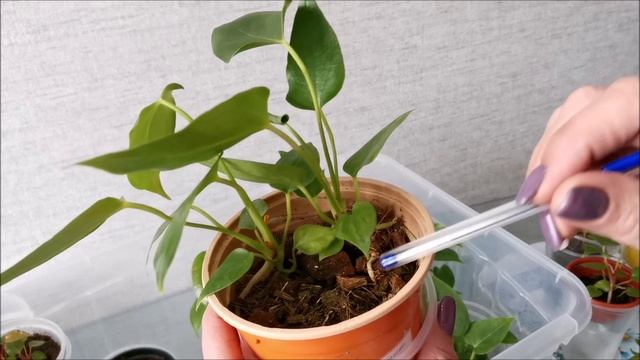 Тепличка с детками антуриума, как там обстоят дела? Часть 1 смотреть онлайн