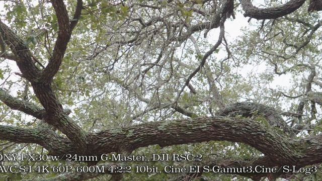 SONY FX30 Cine EI S-LOG3 Test Footage смотреть онлайн