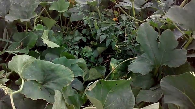 Что выросло на огороде. Август 16. Часть 1