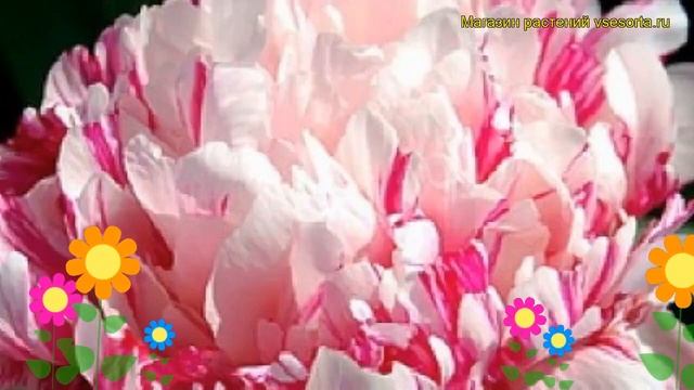 Пион молочноцветковый Рашберри Клаун. Краткий обзор, описание paeonia lactiflora Raspberry Clown смотреть онлайн