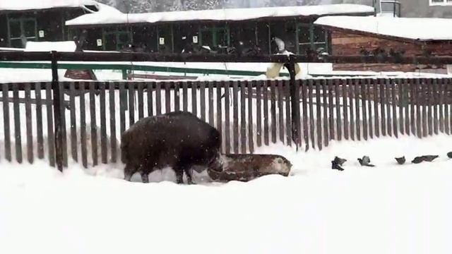 Дикие животные среди людей."Кабаны, голуби и ещё кое что"" смотреть онлайн