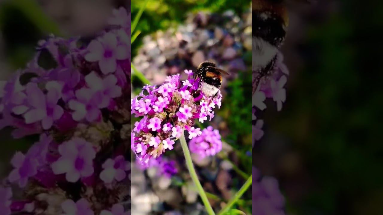 маленький трудяга #shorts #garden смотреть онлайн