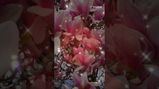🌸МАГНОЛИЯ В ЦВЕТУ🌸 смотреть онлайн