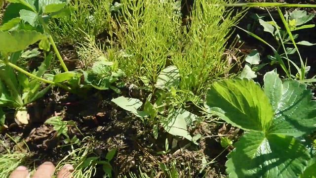 Ещё раз про зимовку земляники. Ремонтантный сорт Сан Андриес. смотреть онлайн