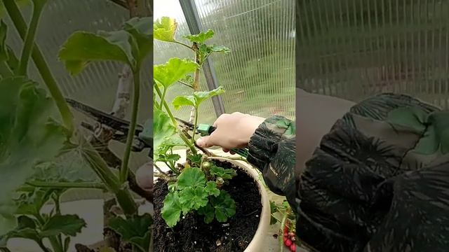 Обрезка тюльпановидной пеларгонии Ред Пандора