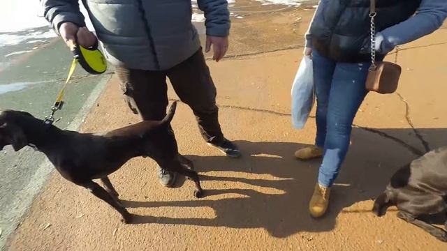 Щенки до 10 месяцев смотреть онлайн