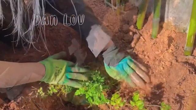 Two best friends go back hometown to clean and renovate old house, clear weeds and grow vegetables смотреть онлайн