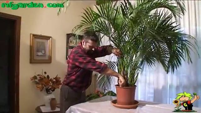 Growing areca смотреть онлайн