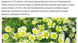 Лимнантес из семян, когда сажать на рассаду