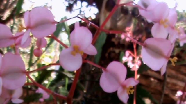 Tropical Flowers (Nature Relaxation Video)