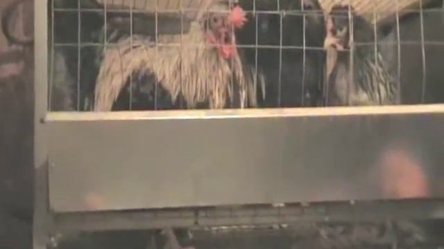 Клеточное содержание кур, бройлеров смотреть онлайн