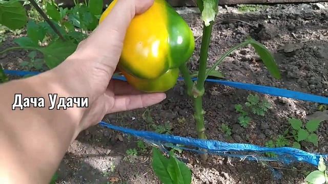 СМЕЛО выращивайте ПЕРЕЦ из семян магазинного ПЕРЦА! ОТЛИЧНЫЙ РЕЗУЛЬТАТ! Дача Удачи смотреть онлайн