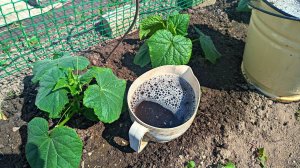 Какую почву и удобрения любят огурцы? Секреты большого урожая огурцов от опытного садовода.