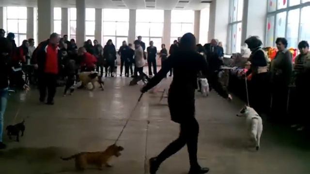 азиат который бежит в другую стороны выиграл!! дурдом! смотреть онлайн