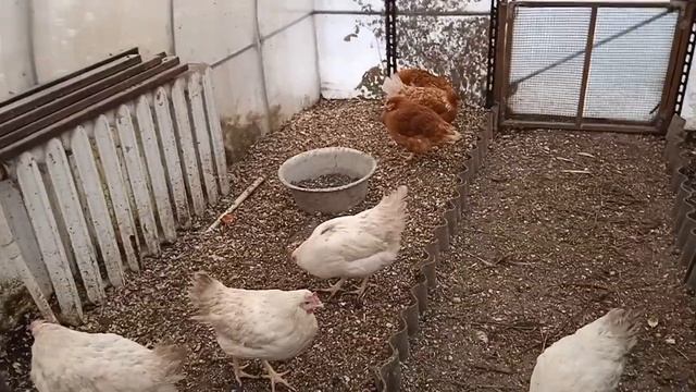 Курочки несушки зимой. Сколько яиц снесли за неделю. Обустройство курятника. смотреть онлайн