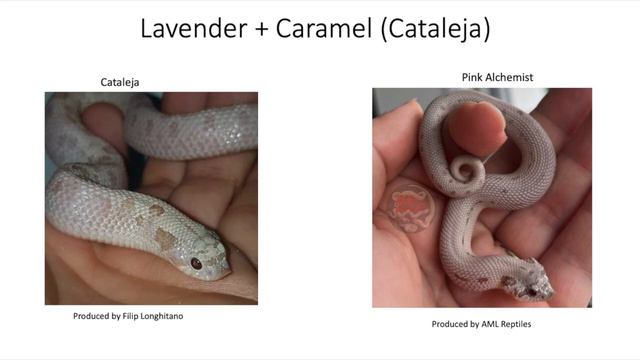Updated Lavender Morph and Gene Combinations in Hognose Snakes смотреть онлайн