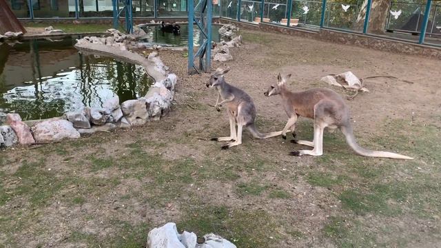 Cute Australian Kangaroos in Belgrade Zoo! / Милые Кенгуру в Зоопарке Белграда! смотреть онлайн