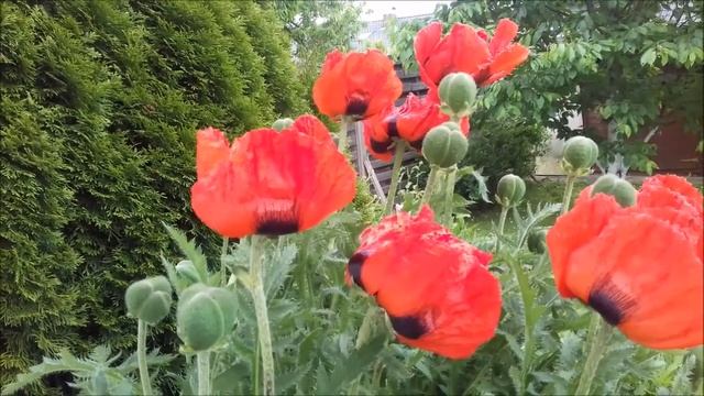 маки смотреть онлайн