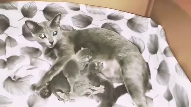 Русская голубая кошка с котятами смотреть онлайн
