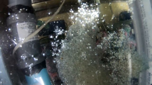 Результаты нереста данио GloFish!