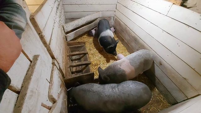 теперь пепа будет жить в комуналке)) смотреть онлайн