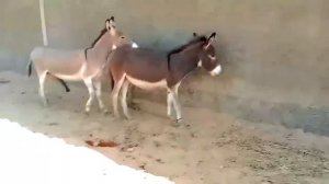 Male donkey meeting with female Donkey video 2