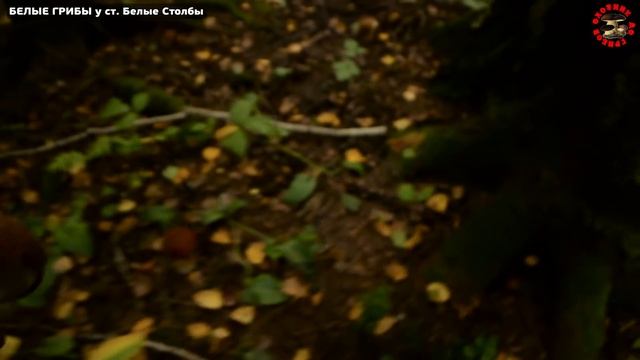 Белые грибы у платформы Белые Столбы смотреть онлайн
