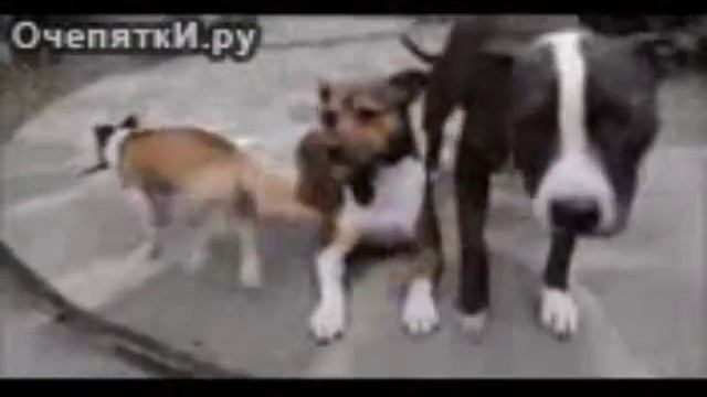 Смешные видео и картинки смотреть онлайн