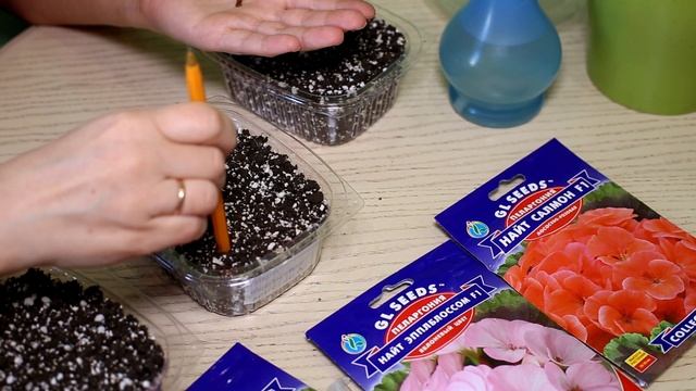 Пеларгония зональная. Как и когда сеять. смотреть онлайн
