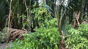 Большой магазин цветов и орхидей во Вьетнаме Нячанг.