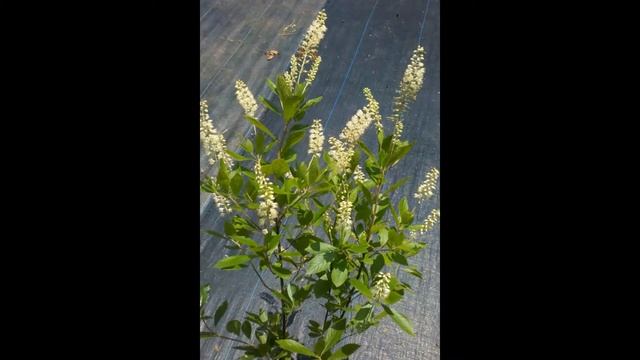 КЛЕТРА (CLETHRA) сем.  Клетровые смотреть онлайн