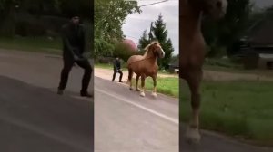 Цыганские лошади Город Великий новгород  Графо Финоскиро