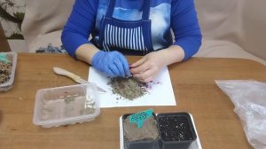 Клюква из семян  Эксперимент